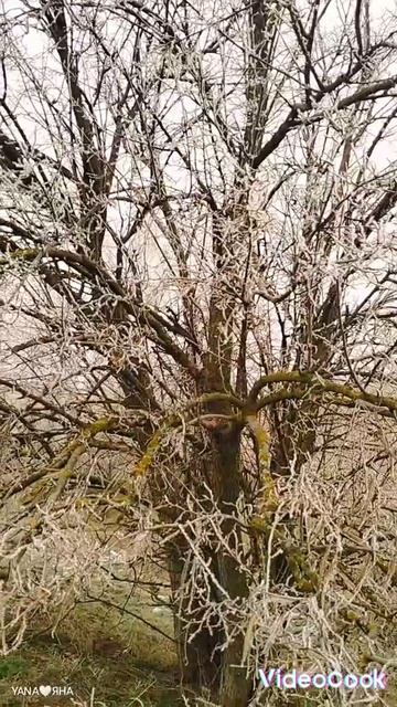 СИНИЙ❄️ИНЕЙ