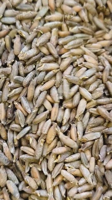 Солод ржаной неферментированный, в зерне (промышленное производство).