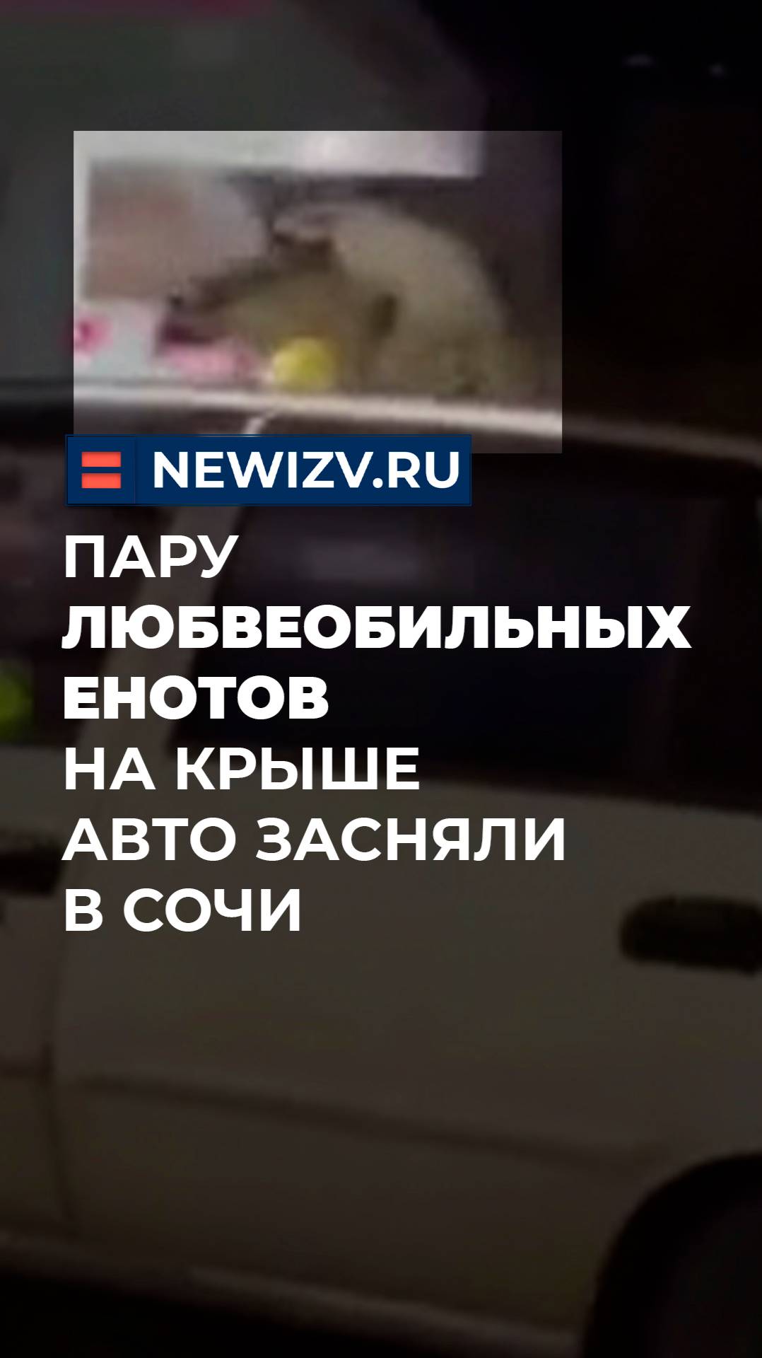 Пару любвеобильных енотов на крыше авто засняли в Сочи