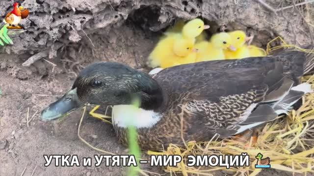 Утка и Утята – мир нежных эмоций 🦆🤗❣️часть (56)