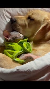 МИЛОТА #ЛучшаяМимикасИИ #покапибаримся #УютныеРецепты