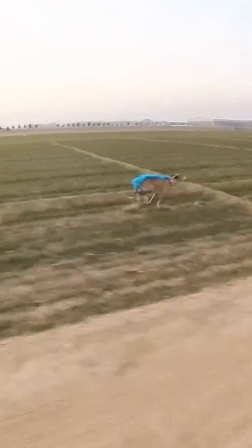 гончий
