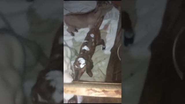 Пополнение в козьей семье
