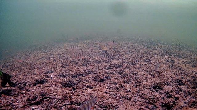 Красивый подводный мир с полосатыми рыбейками 2025