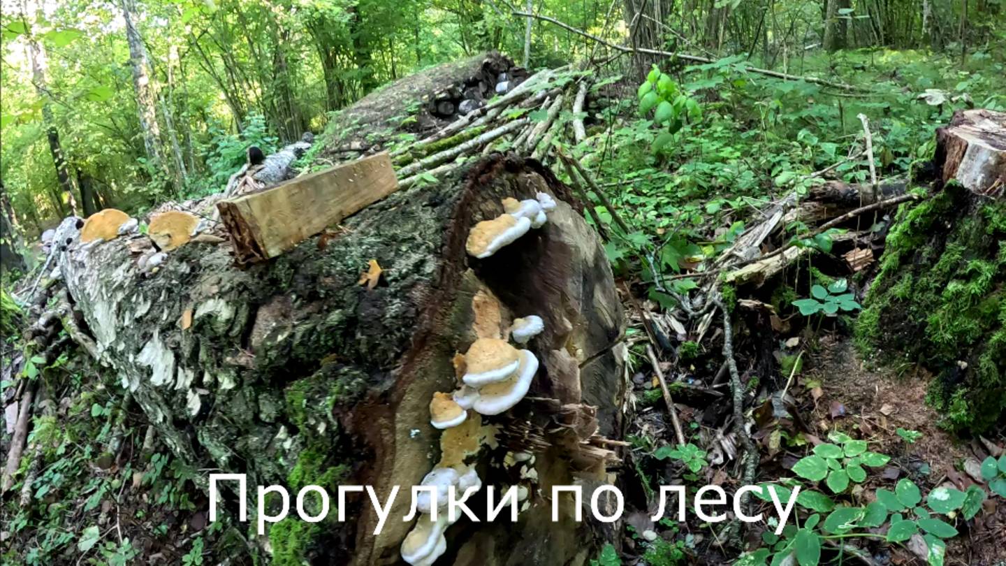 8 октября 2024. Ищу грибы в осиннике на горках.