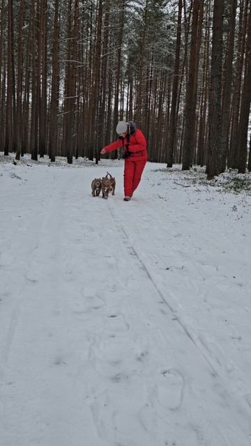 Американский булли! Детки на первой прогулке!!!