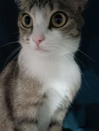 прохожу андаин в андертеиле😺