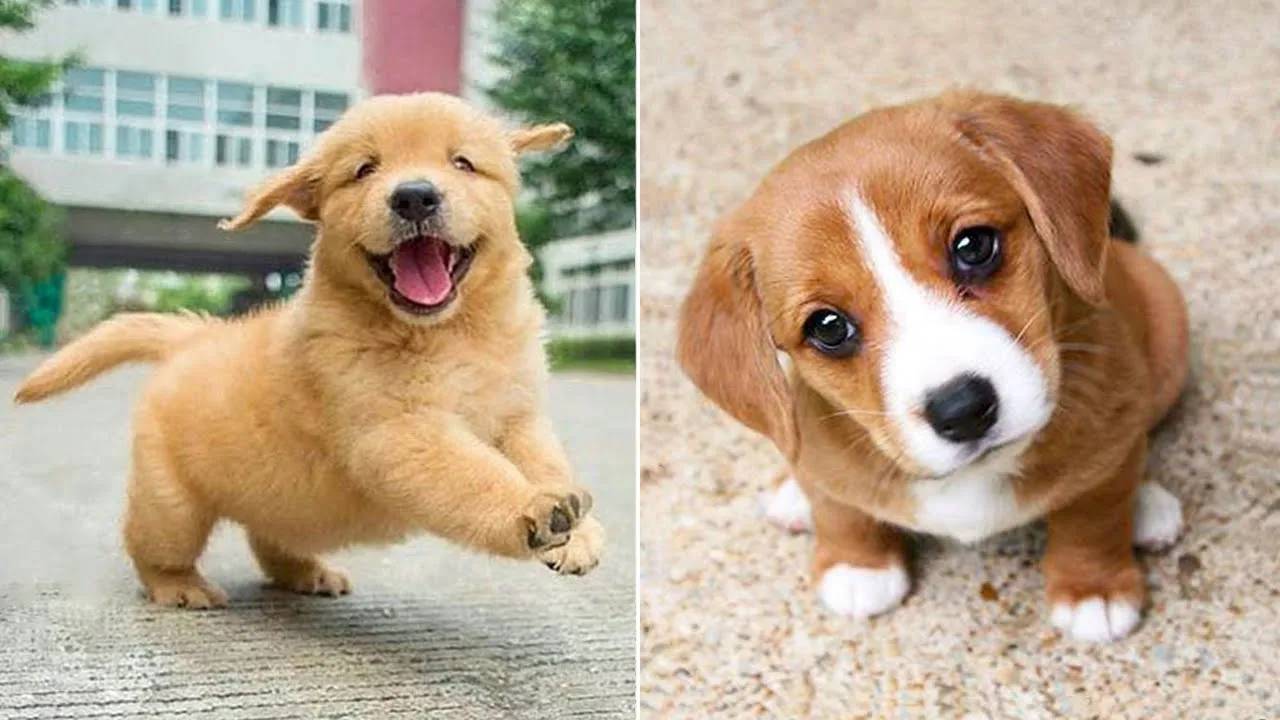 Самые смешные животные 2024 года 😂 Лучшие смешные кошки и собаки 😻🐶 Часть 44 | Милые щенки