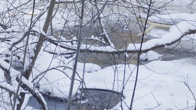 Фенология. Бобровые запруды и вскрывшаяся Сумка.