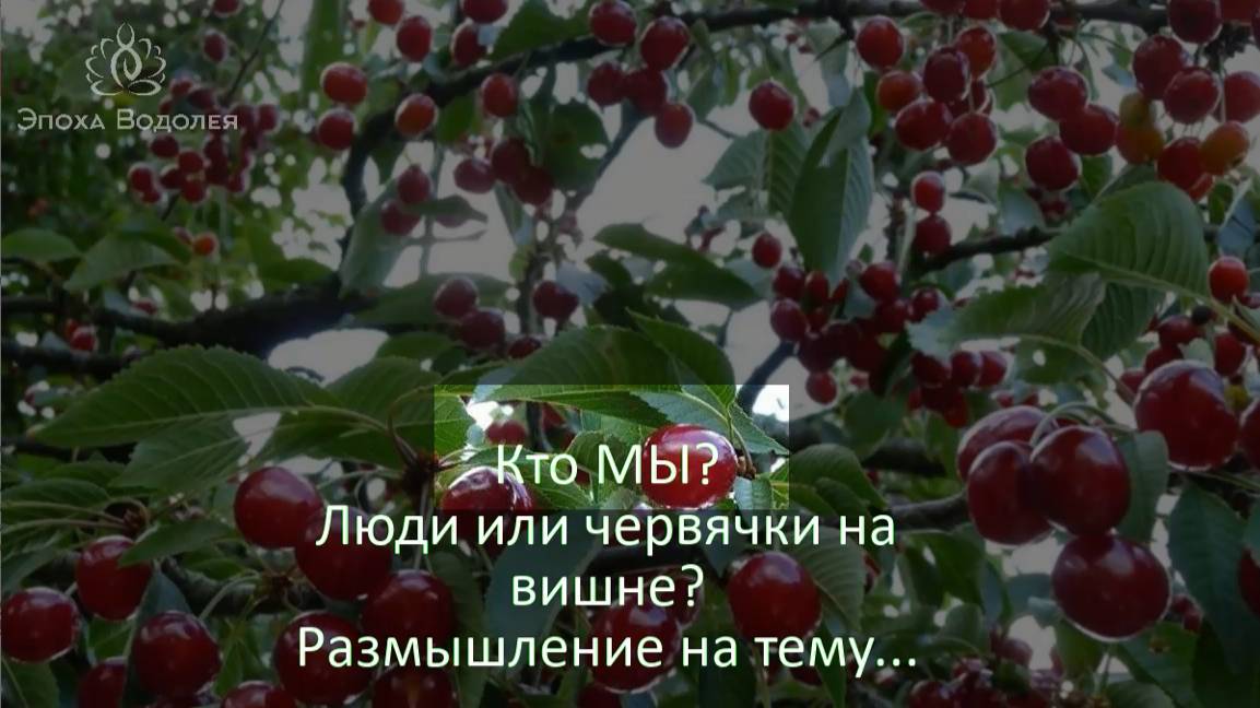 Кто МЫ Люди или червячки на вишне?