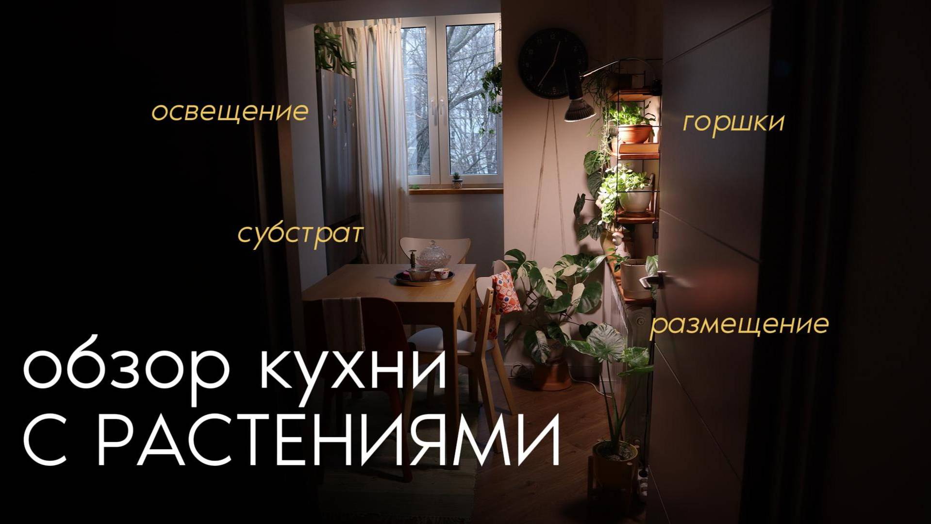 мои растения на кухне