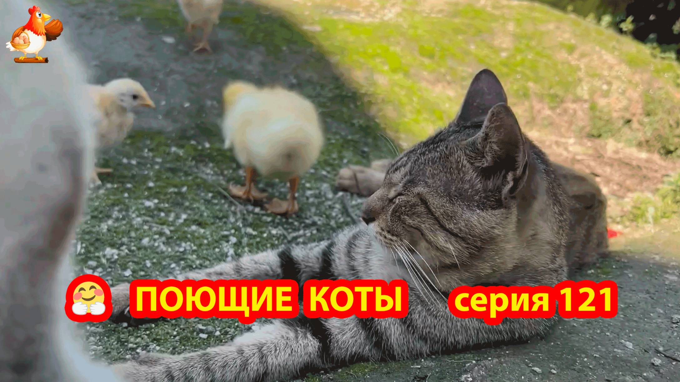 Крутые коты у птичьего двора серия (121) 🐈🐈⬛😹 Природа Абхазии и подворье с птицами и животными ❣