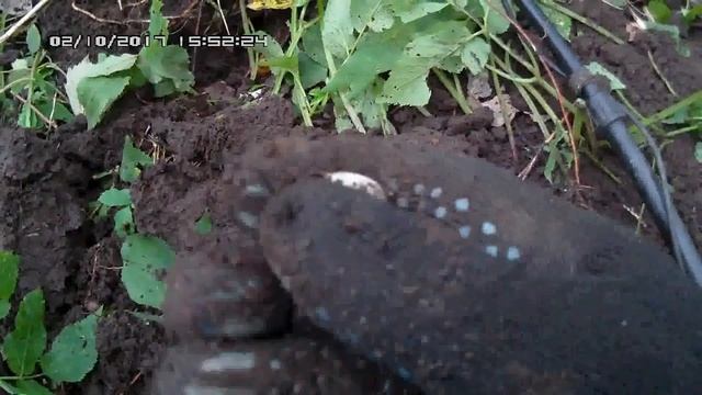 Мечта копателя - не битое поле или огород Николай Богомолов