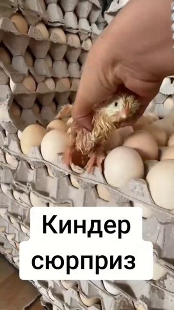 Рутуб. Киндер сюрприз 😅