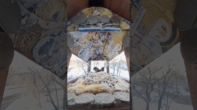 1000038441.mp4Жизнь кормушки.13.02.2025г.