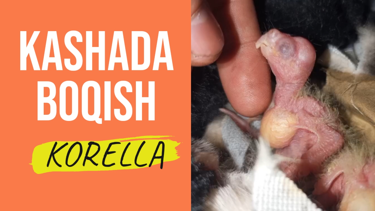 Korella polaponini qoʻlga oʻrgatish