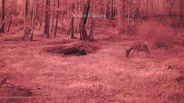 СИБИРСКИЕ КОСУЛИ ТАЙГА ФОТОЛОВУШКА ПРИРОДА