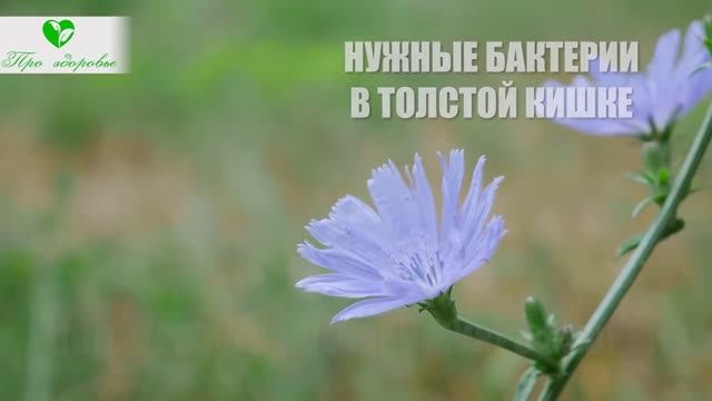 Цикорий, что будет если пить каждый день