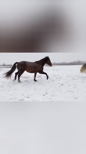 Настроение - поскакать!