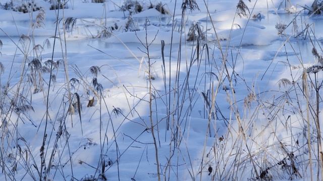 Фенология. Вскрытие р. Сумка. 06.02.2025