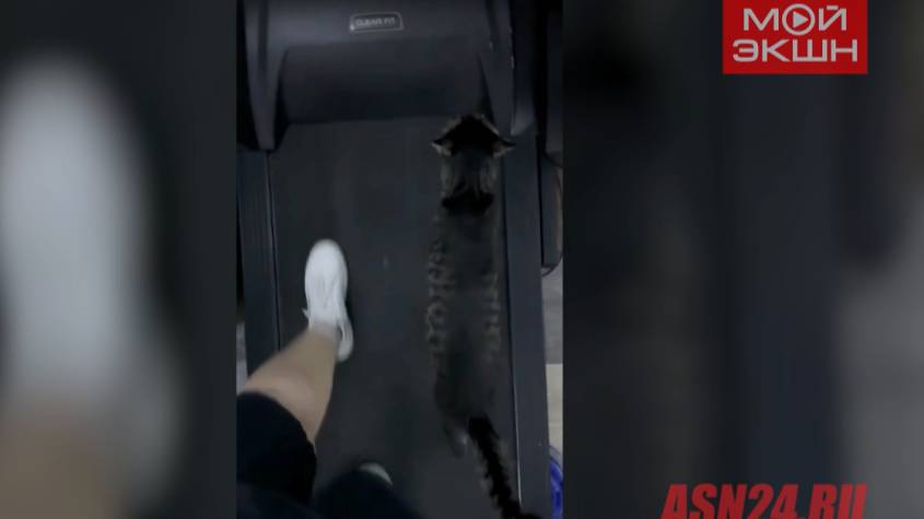 Благовещенский кот Кокос обожает беговую дорожку и заставляет хозяйку заниматься спортом