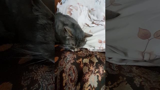 интересы кота барсика