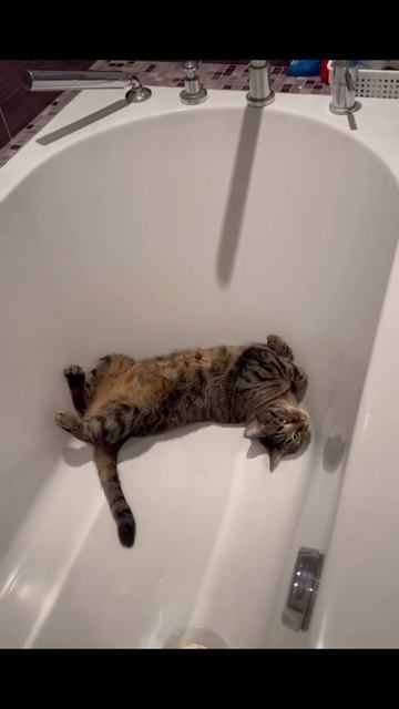 МОРДАСТЫЙ #ЛучшаяМимикасИИ #покапибаримся #УютныеРецепты