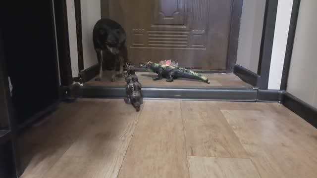 Крокодилозавр и динозавр атакуют собакозавра