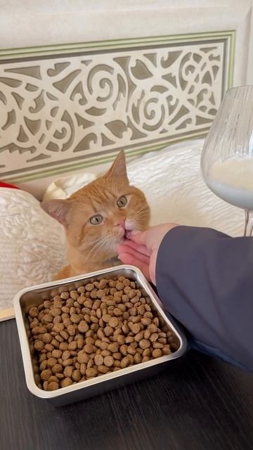 Пора набраться  смелости и все высказать коту 😏