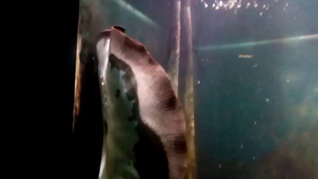 Скат. Аквариум. Роев ручей.