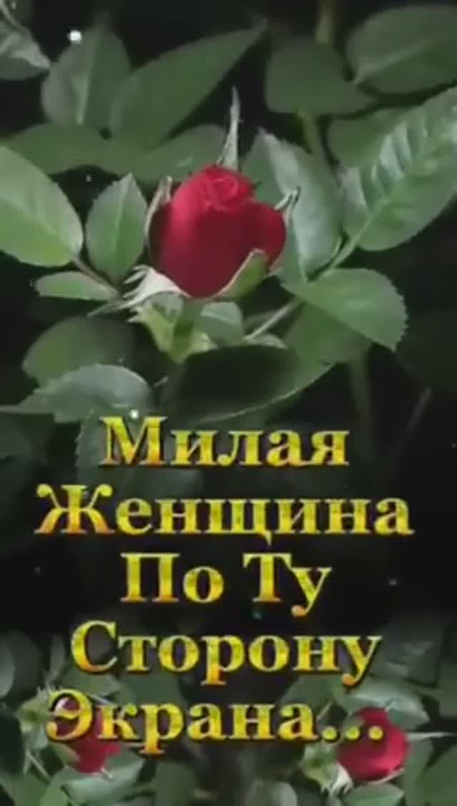 🔴  Розы для тебя любимая!!!🥰🌷🌹🌷❤️💕 #люблютебя