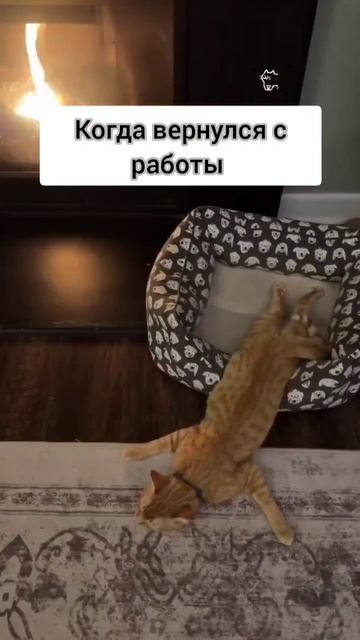 когда вернулся с работы #котики