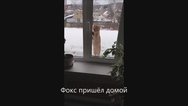 Кот. Фокс.