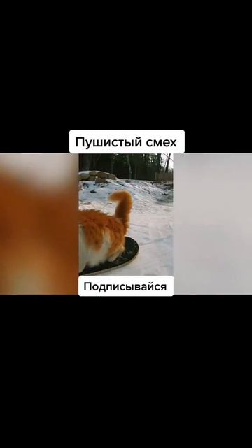 Пушистый смех