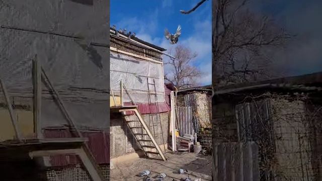 Николаевские голуби Луганская обл Олейник Юрий