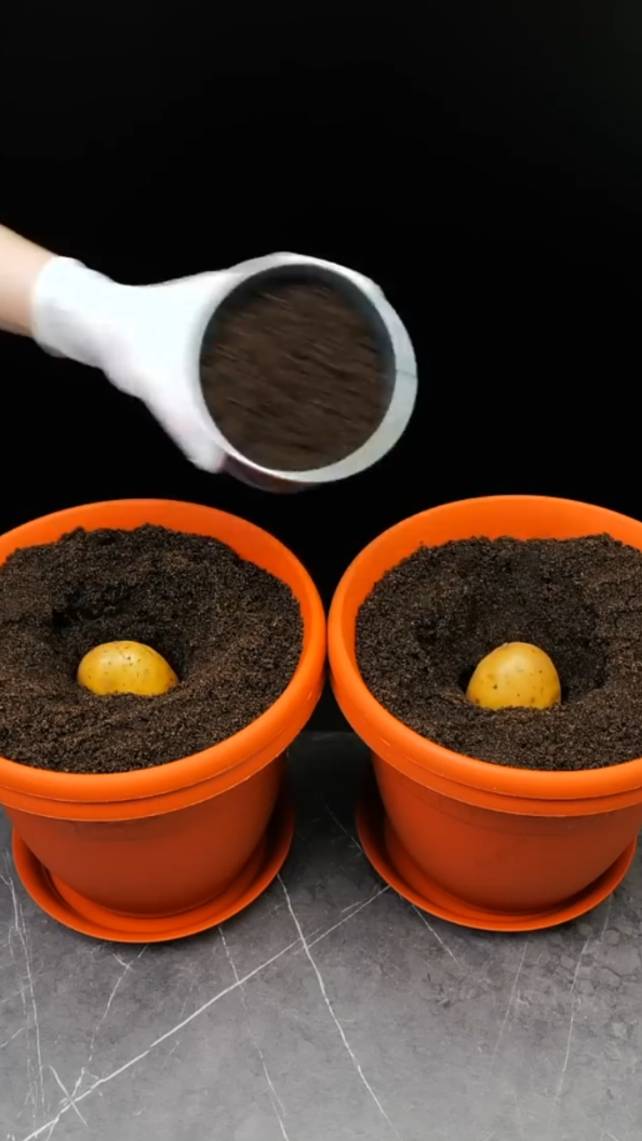 🥔Простые советы по садоводству!😋 #shorts #garden #советы
