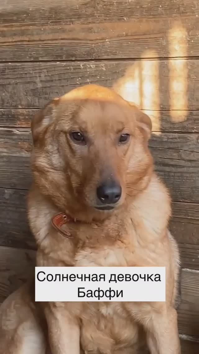 Собака Баффи из приюта в добрые руки / Москва