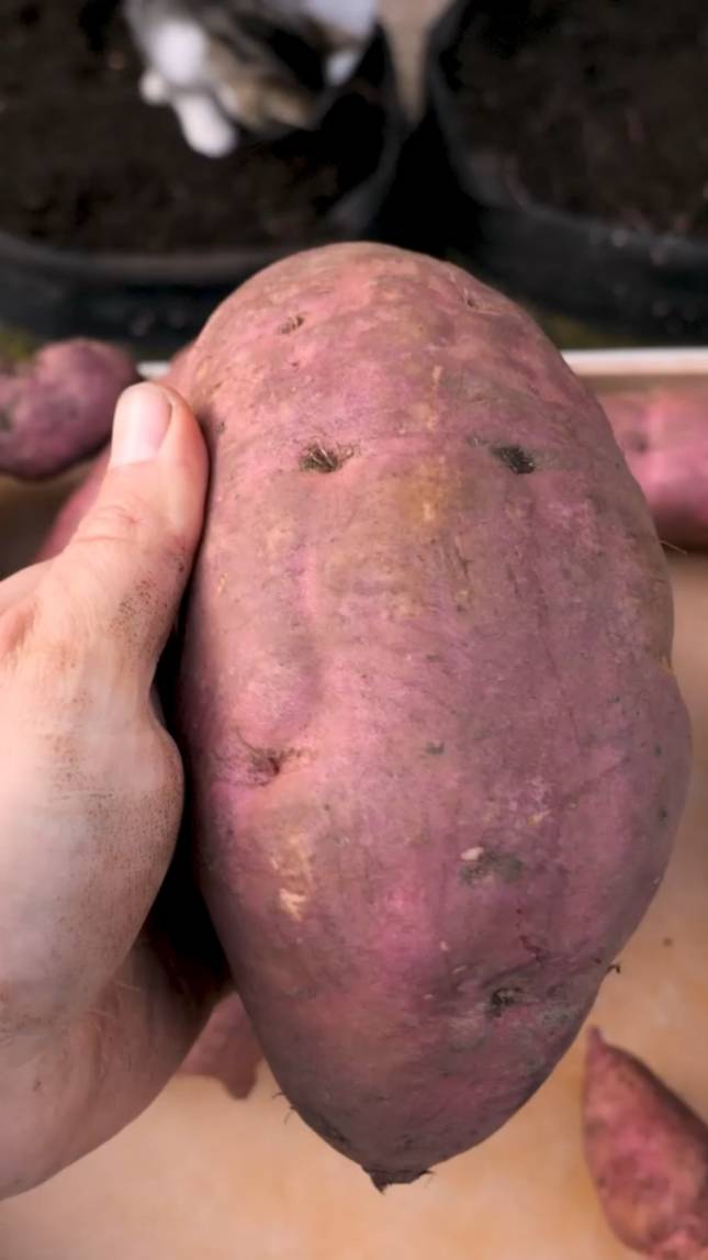 🥔Выращивание БАТАТА в мешках! #shorts #garden #советы
