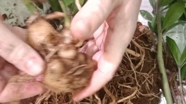 100 дней пересадки: замиокулькас Эмеральд пальм