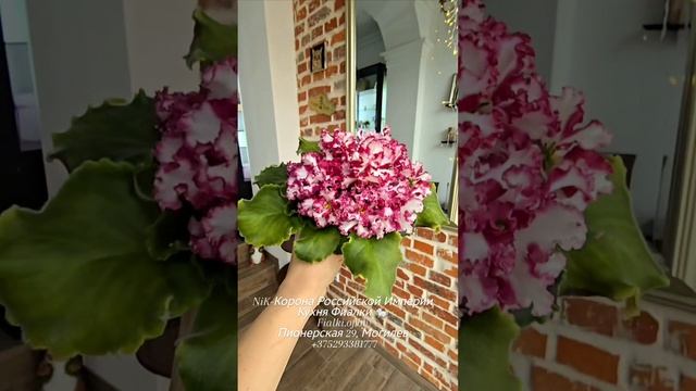 🎥🐇NiK-Корона Российской Империи - наконец в видеообзоре у нас и DS-Попугайчик.