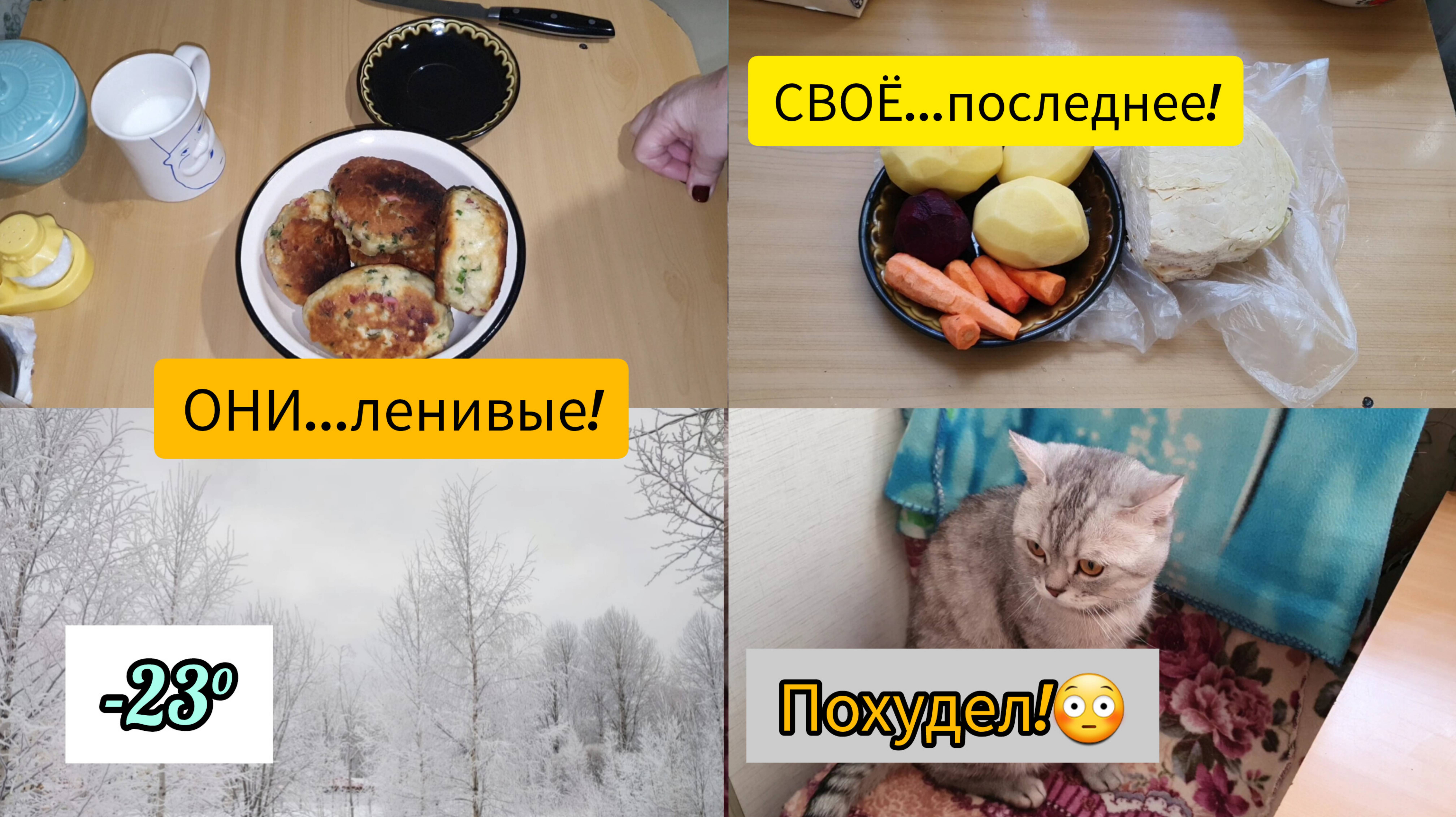 12.01.2024 А где СПАСИБО!_🤨 РЕЗИНКУ тебе от ТРУСОВ!😆Куртка на СЛОНА!🐘Саймон ПОХУДЕЛ!😯🐈