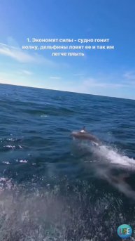 Судно и дельфины