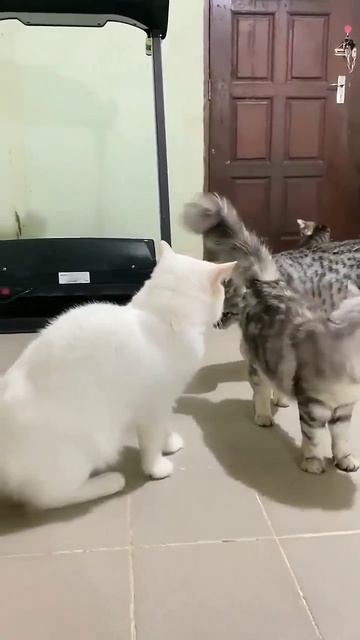 Мир! Никаких ругадзе!