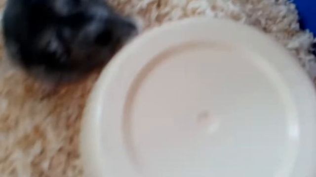 Уборка у Мауса