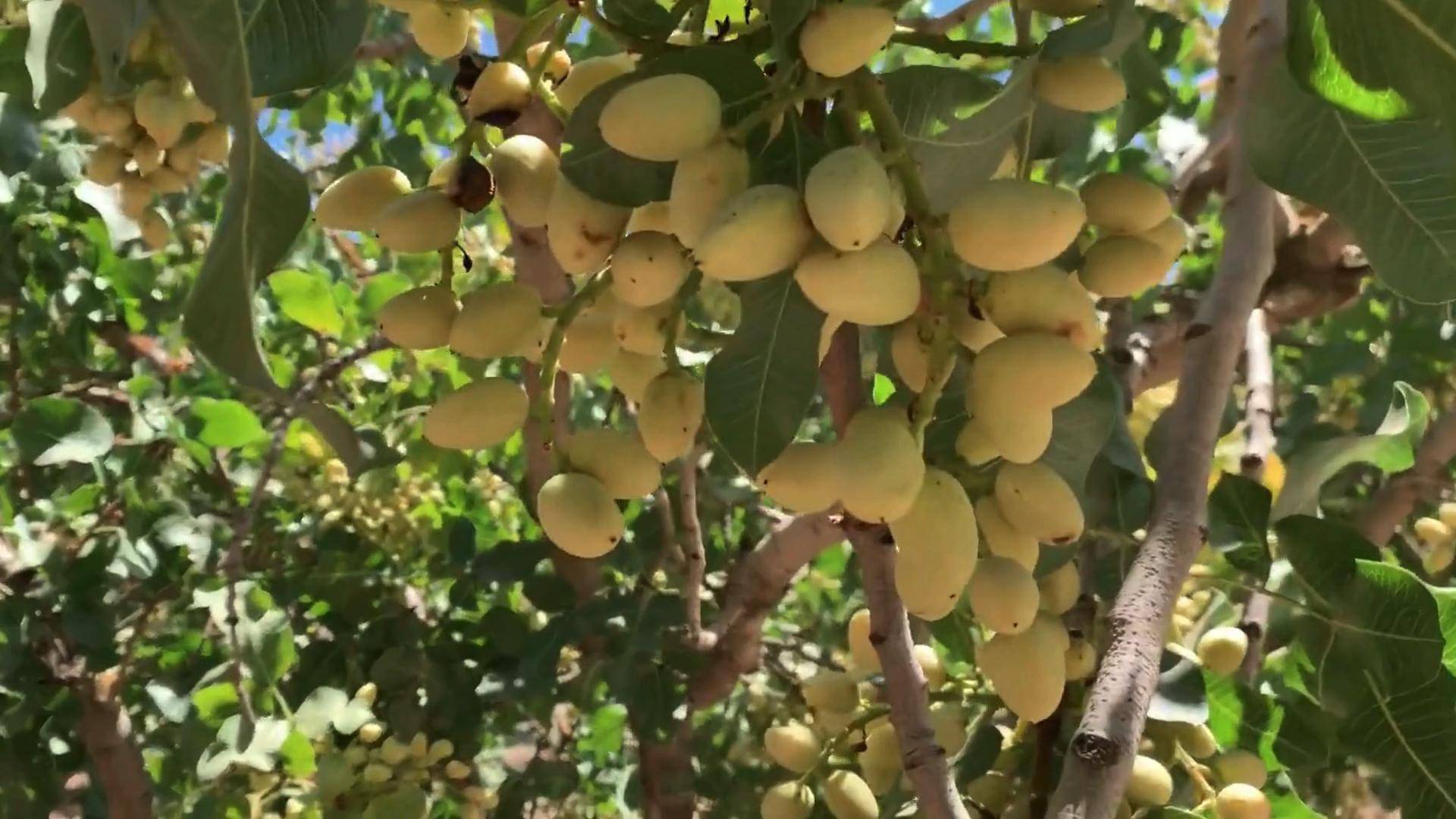 Фисташка Кале-Гучи для садоводства в России | Ростов-на-Дону | Small Gardens