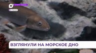 «Уроки в океанариуме» приблизят школьников Владивостока к разгадке морских тайн