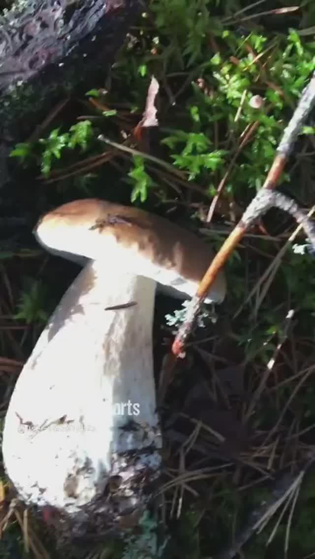 Отошла немножко и еще 1 красавец#I went a little and 1 more handsome man #sorts #forest #лес #белые