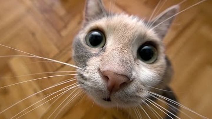 1 Марта день кошек.🐱