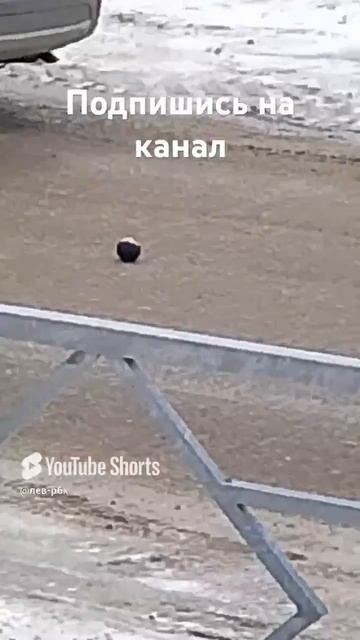 scene_output.mp4