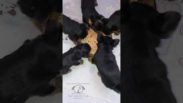 Первый обед у малышей курочка с морковью